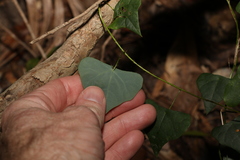 Echinostephia aculeata