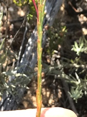Struthiola macowanii