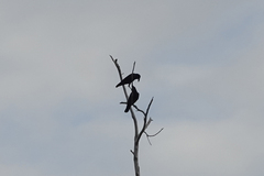 Corvus fuscicapillus