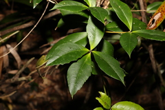 Alyxia magnifolia