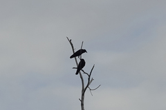 Corvus fuscicapillus