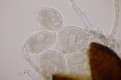 Erysiphe trifoliorum