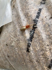 Dysdera