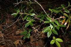 Alyxia magnifolia