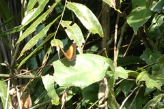 Cupha prosope