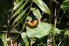 Cupha prosope