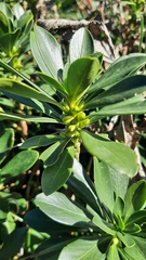 Daphne laureola