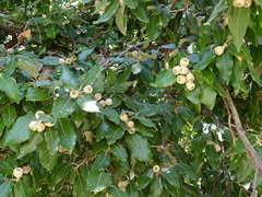 Quercus ilex