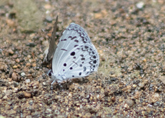Acytolepis puspa