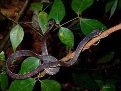 Asthenodipsas vertebralis