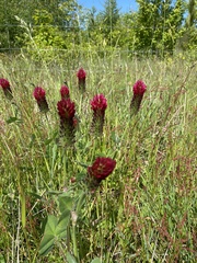 Trifolium incarnatum