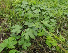 Humulus lupulus