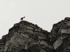 Rupicapra pyrenaica parva