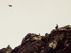 Rupicapra pyrenaica parva