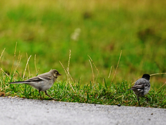 Motacilla alba alba