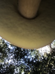 Boletus chippewaensis