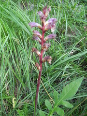 Orobanche minor