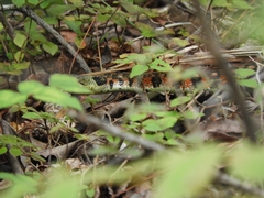 Rhabdophis tigrinus tigrinus
