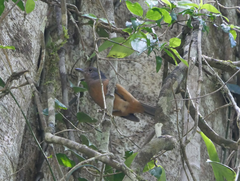 Colluricincla boweri