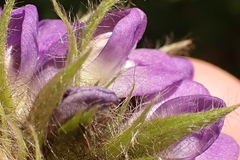 Psoralea sericea