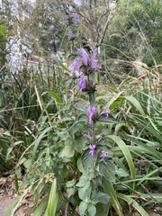 Dicliptera magaliesbergensis