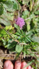 Scabiosa