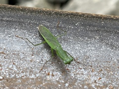 Odontomantis planiceps