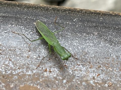 Odontomantis planiceps