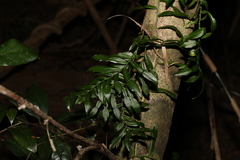 Pothos longipes