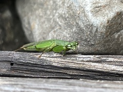 Odontomantis planiceps