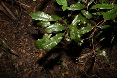 Beilschmiedia obtusifolia