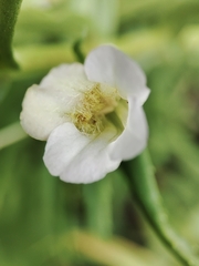 Gratiola officinalis