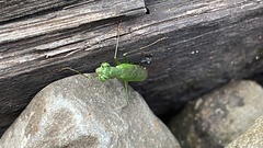 Odontomantis planiceps