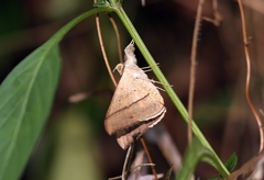Oxyodes scrobiculata