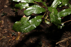 Beilschmiedia obtusifolia