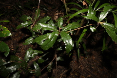 Beilschmiedia obtusifolia