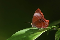 Abisara saturata