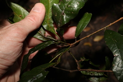 Beilschmiedia obtusifolia