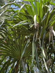 Pandanus macrocarpus