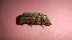 Anoxia orientalis