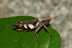 Xenocatantops brachycerus