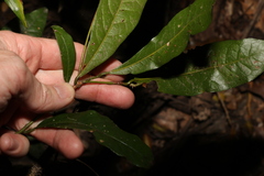 Beilschmiedia obtusifolia