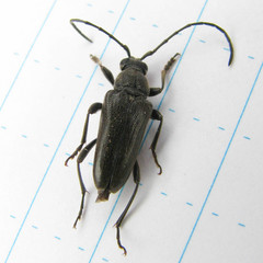 Lepturopsis dolorosa