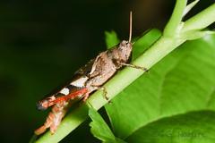 Xenocatantops brachycerus