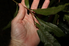 Beilschmiedia obtusifolia