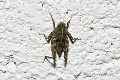 Tetrix japonica