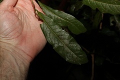 Beilschmiedia obtusifolia