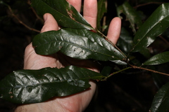 Beilschmiedia obtusifolia