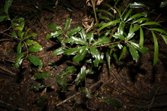 Beilschmiedia obtusifolia