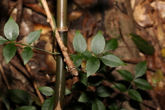 Pandorea jasminoides